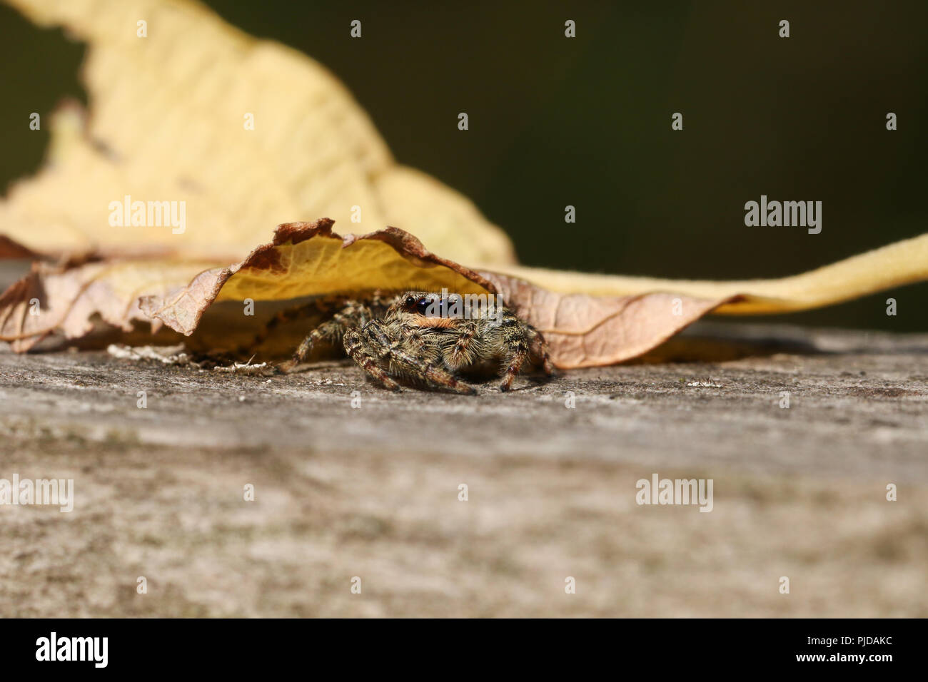 Un simpatico caccia Fence-Post Jumping Spider (Marpissa muscosa) nasconde sotto una foglia su una staccionata di legno. Foto Stock