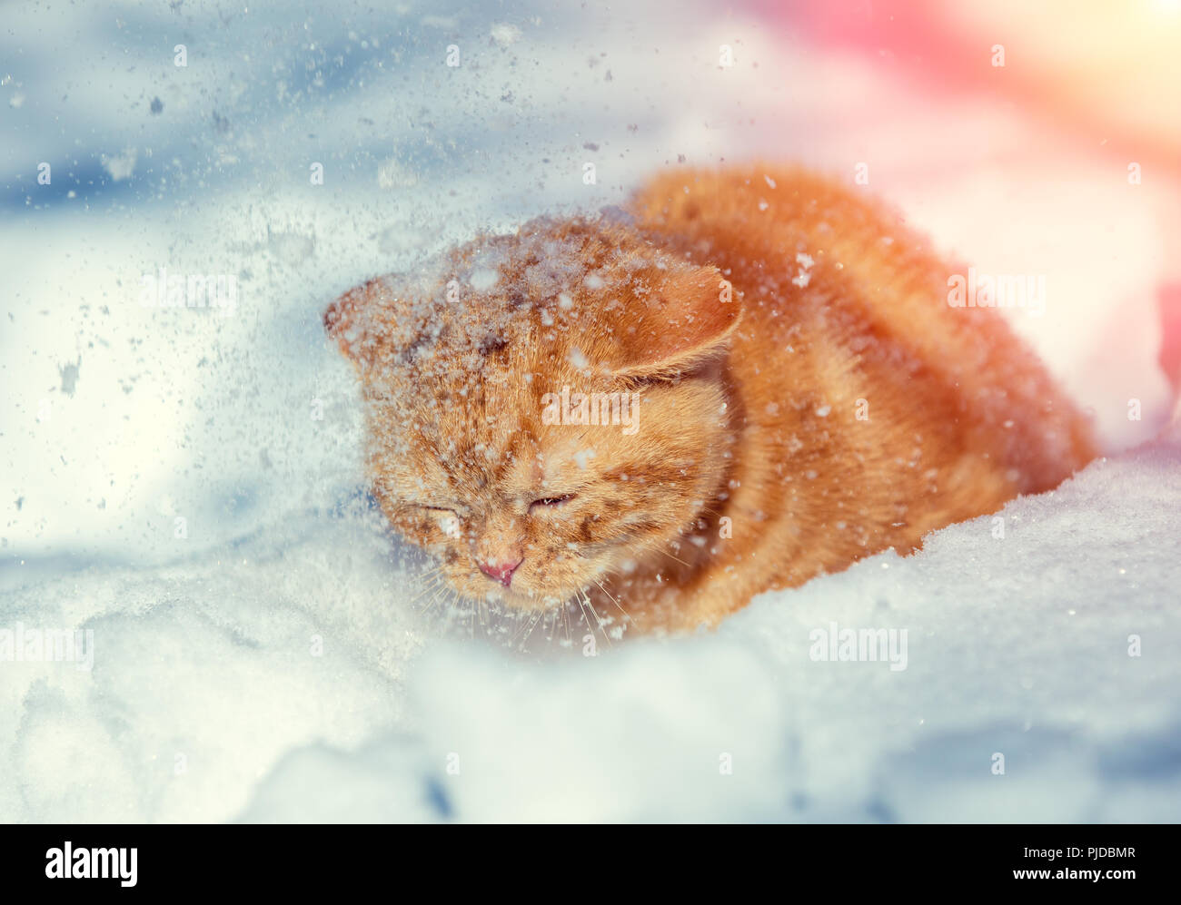 Carino gattino rosso a piedi nella neve profonda nella neve Foto Stock