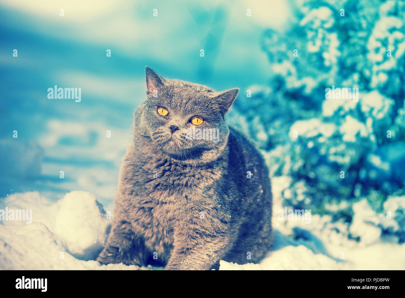 Ritratto della cute Blue British Shorthair cat seduto nella foresta in inverno nevoso Foto Stock