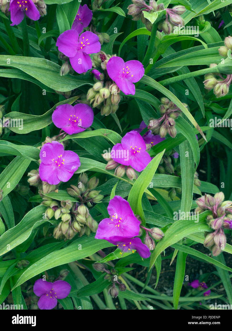 Tradescantia andersoniana 'cupola viola' (Spiderwort) Foto Stock