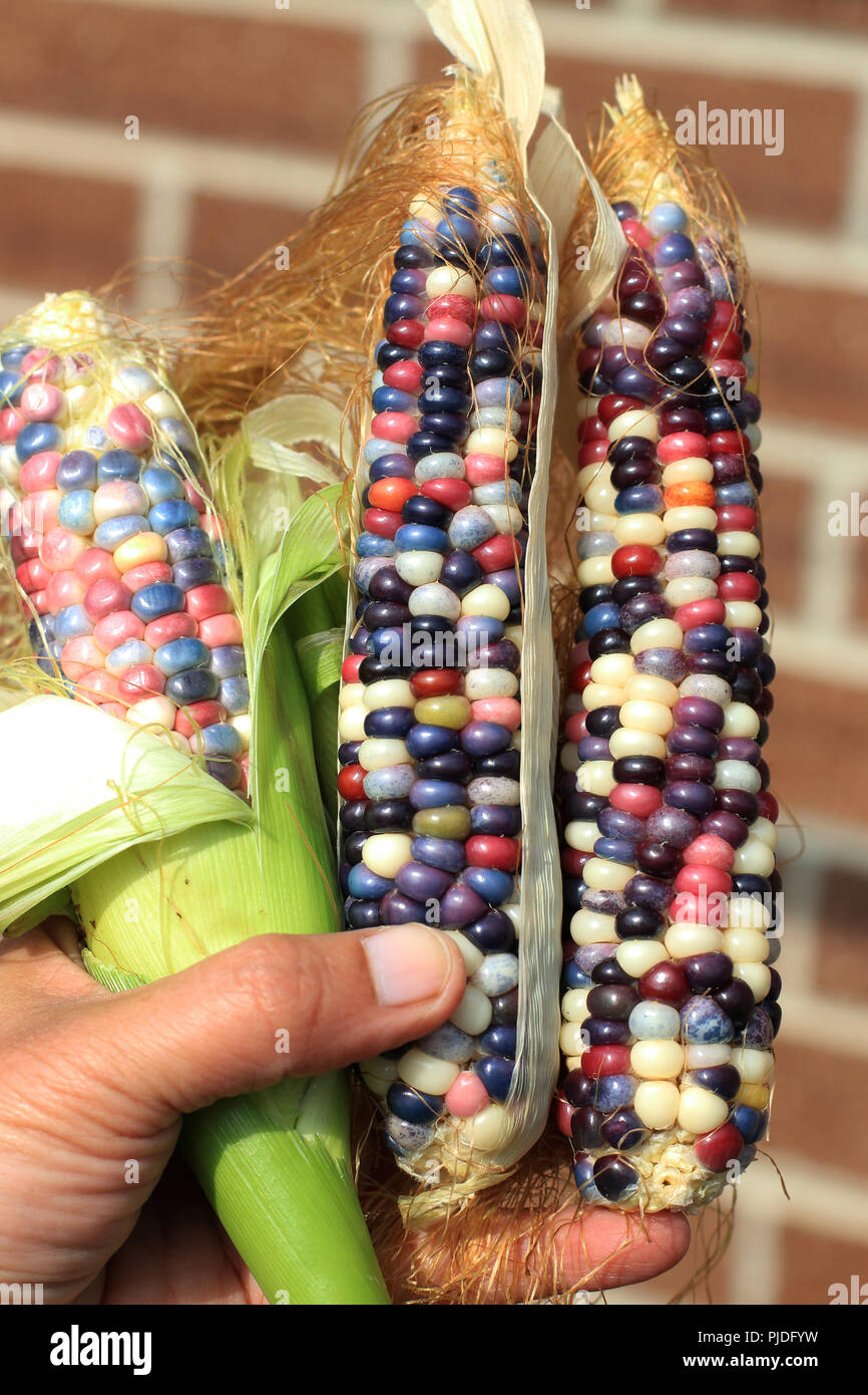 Chiusura del vetro mais Gem Foto Stock