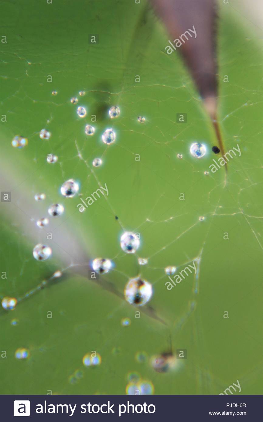 Le goccioline di acqua si aggrappano a un web in grassy circonda in Irlanda su un soffice rugiadosa mattina Foto Stock