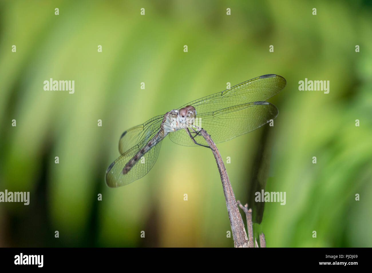 Dragonfly è un insetto appartenente all'ordine odonati, infraorder Anisoptera Foto Stock