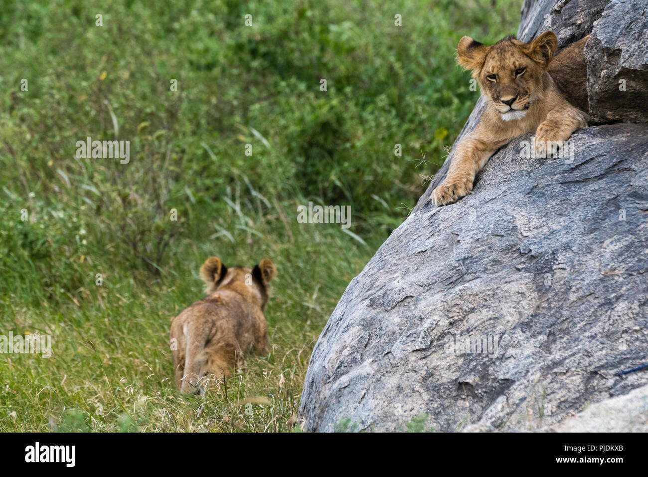 Due cuccioli di leone (Panthera leo) uno su un kopje e uno a piedi in erba, Seronera, Serengeti National Park, Tanzania Foto Stock