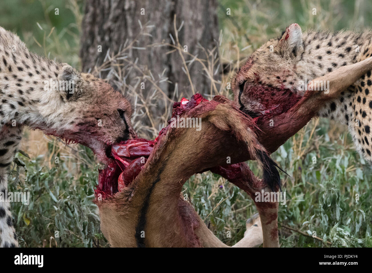 Due ghepardi, alimentando un blu gnu di vitello, Ndutu, Ngorongoro Conservation Area, Serengeti, Tanzania Foto Stock Due ghepardi, alimentando un blu gnu di vitello, Ndutu, Ngorongoro Conservation Area, Serengeti, Tanzania Foto Stock