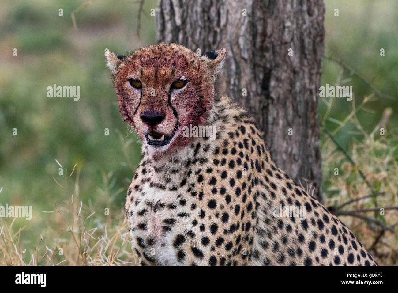 Ghepardo (Acinonyx jubatus) con un volto insanguinato dopo la poppata, Ndutu, Ngorongoro Conservation Area, Serengeti, Tanzania Foto Stock