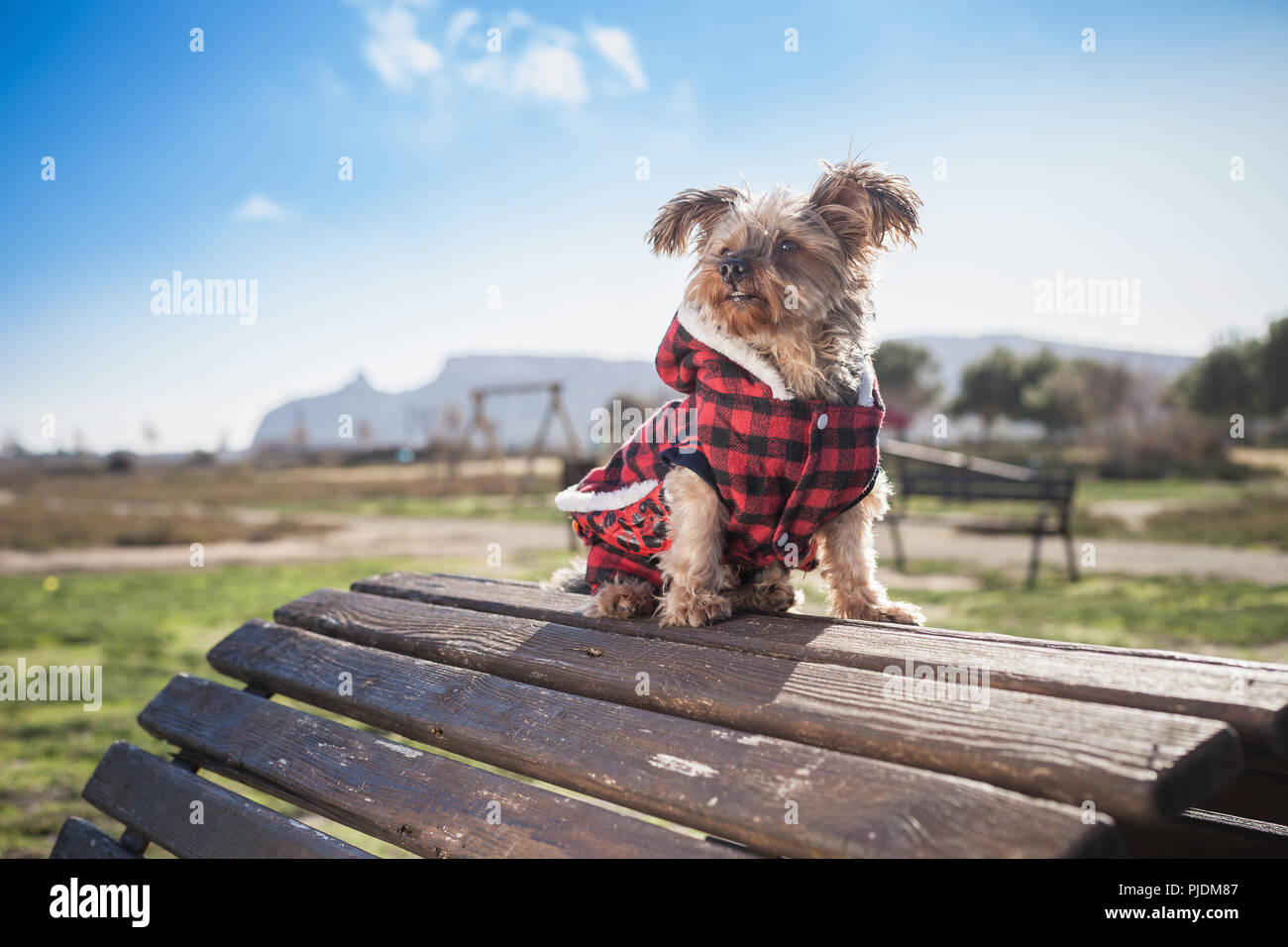 Cane nel rivestimento sulla parte superiore del banco di legno Foto Stock
