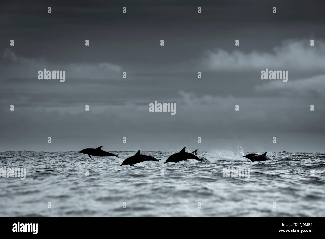 Delfini comuni silhouette, Skellig Islands, Dingle, Kerry, Irlanda Foto Stock