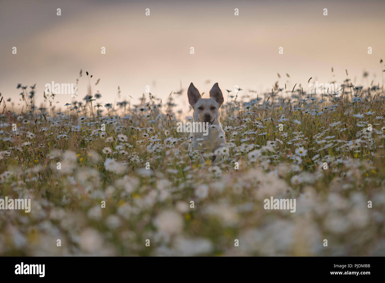 Il Labrador in esecuzione nel campo di fiori, Lahinch, Clare, Irlanda Foto Stock