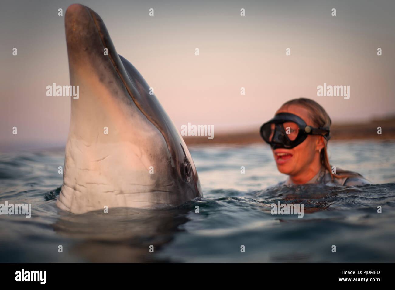 Freediver interagisce con wild solitario delfini Bottlenose polveroso, Doolin, Clare, Irlanda Foto Stock