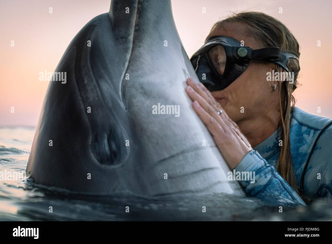 Freediver interagisce con wild solitario delfini Bottlenose polveroso, Doolin, Clare, Irlanda Foto Stock