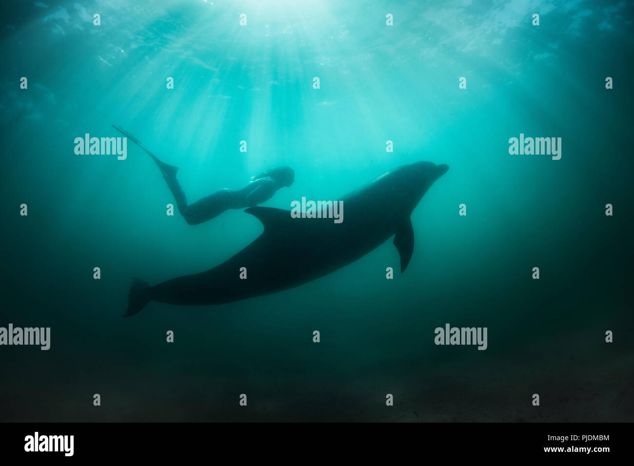 Freediver selvaggio con solitario delfini Bottlenose Foto Stock