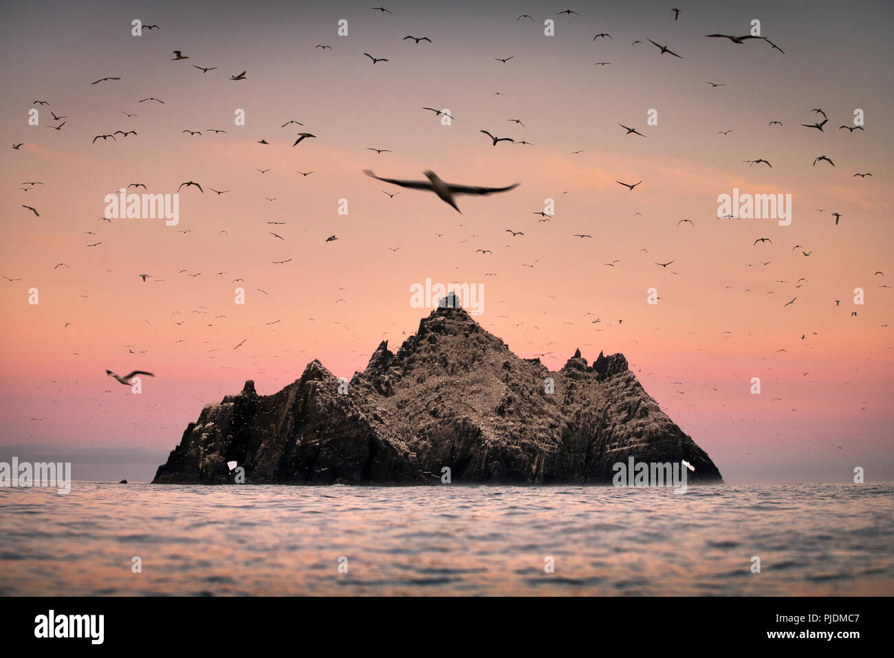 Gannett colony intorno Skellig Rock di sunrise, Portmagee, Kerry, Irlanda Foto Stock