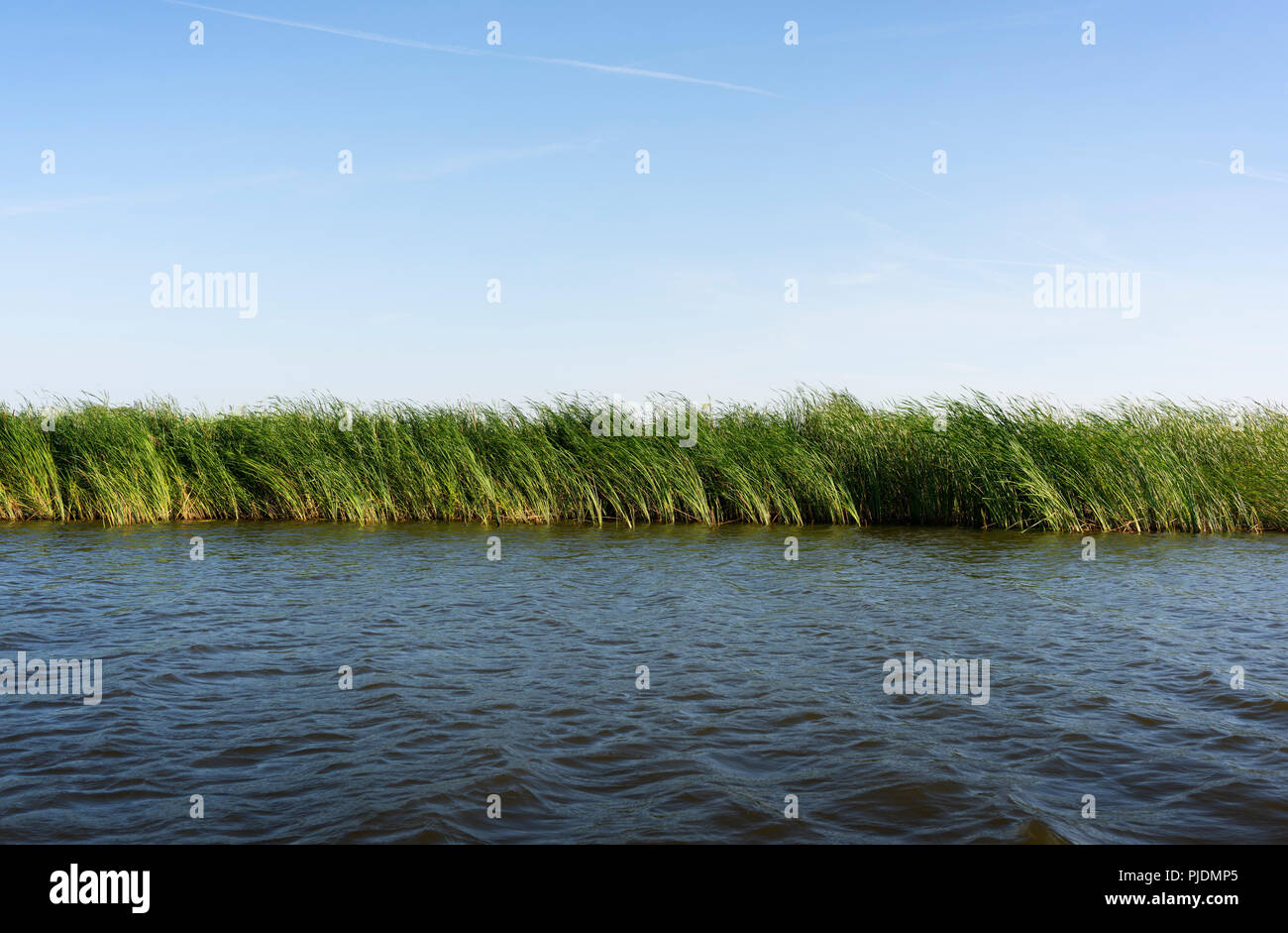 Reed crescente lungo le rive del lago, Friesland, Paesi Bassi Foto Stock