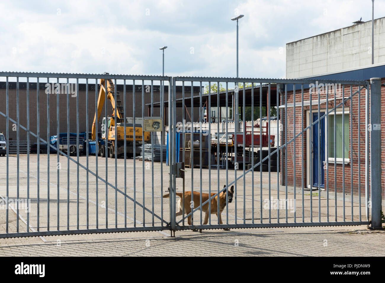 Cane da guardia la stimolazione il perimetro del cantiere di lavoro. Foto Stock