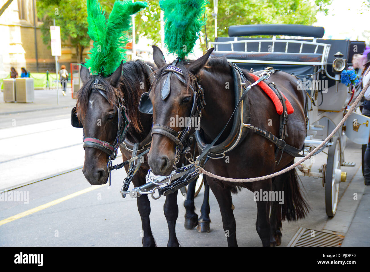 Corsa a cavallo e in carrozza nel CBD di Melbourne, Australia Foto Stock