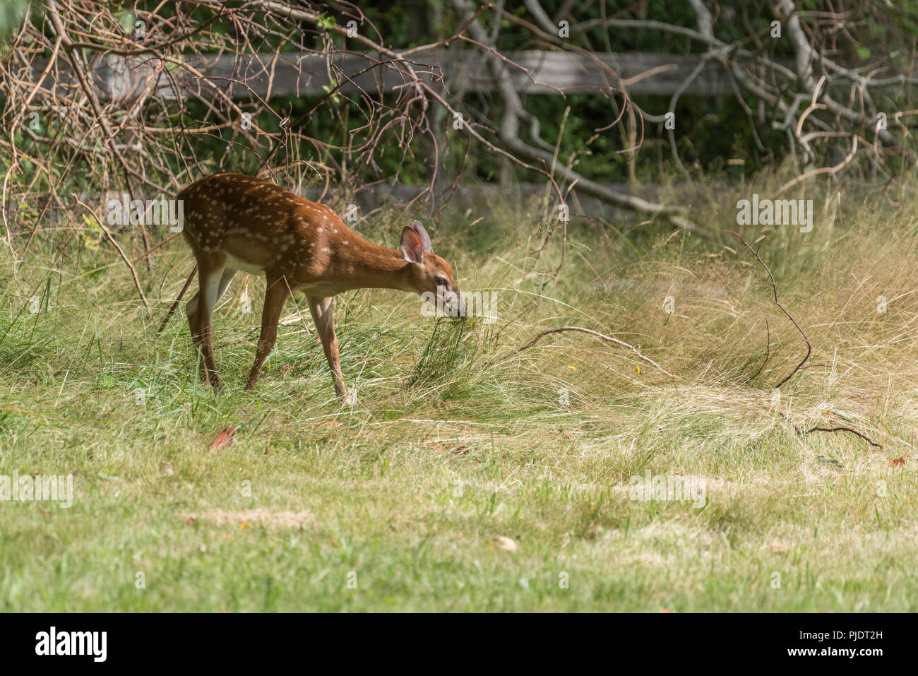 Baby Deer Fawn con il bianco dapples sul cappotto esplorando in erba lunga Foto Stock