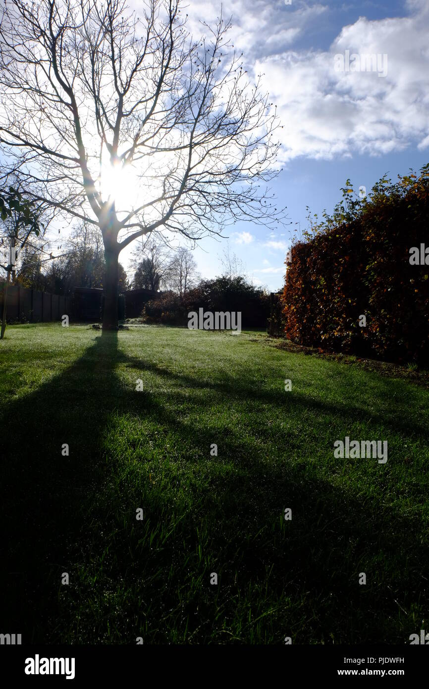 Un giuglans regia, un albero comune di noce, è in piedi in un giardino in Belgio. Il sole basso getta una lunga ombra in primo piano Foto Stock