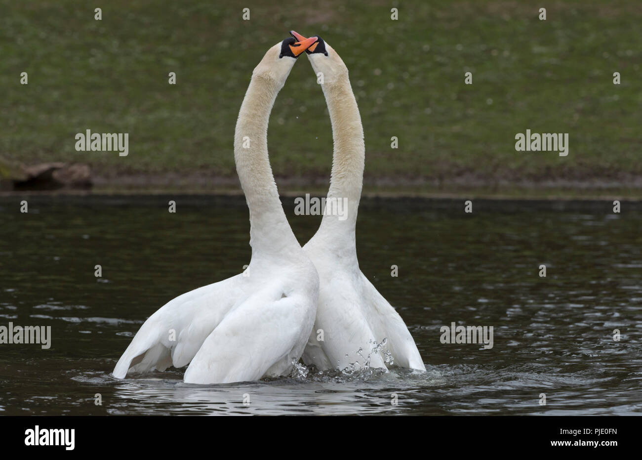 Cigni muti Cygnus olor danza di corteggiamento Foto Stock