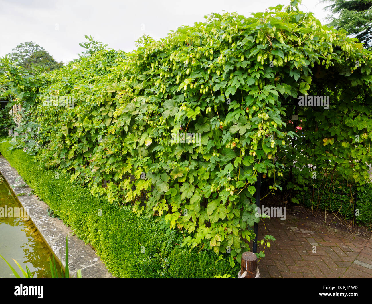 Il luppolo Humulus lupulus, copre un arco su un percorso in Physic Garden a Buckfast Abbey, Devon, Regno Unito Foto Stock