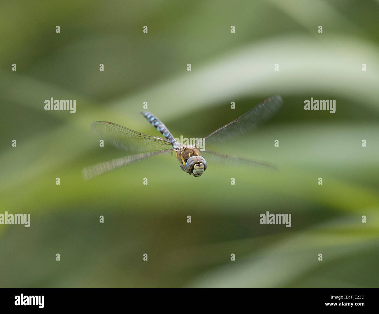Dragonfly in una riserva naturale di frontiere Shropshire, Regno Unito Foto Stock