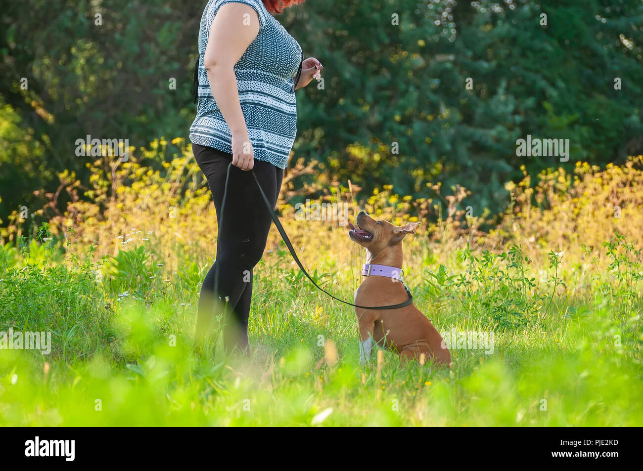 Una donna della formazione di un American Staffordshire Terrier cane sul verde del prato in una giornata di sole. Foto Stock