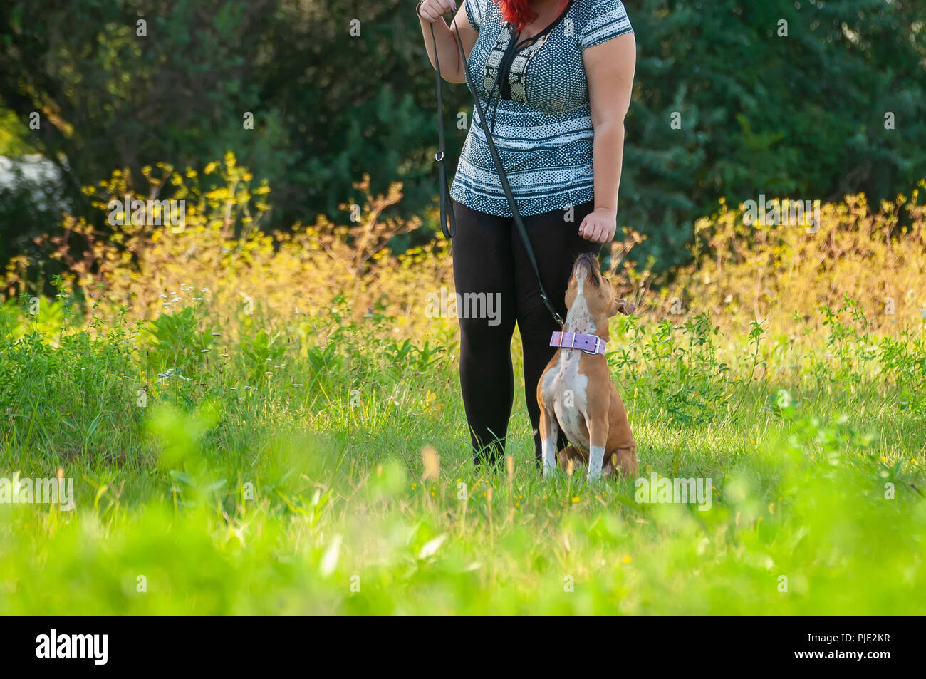 Una donna della formazione di un American Staffordshire Terrier cane sul verde del prato in una giornata di sole. Foto Stock