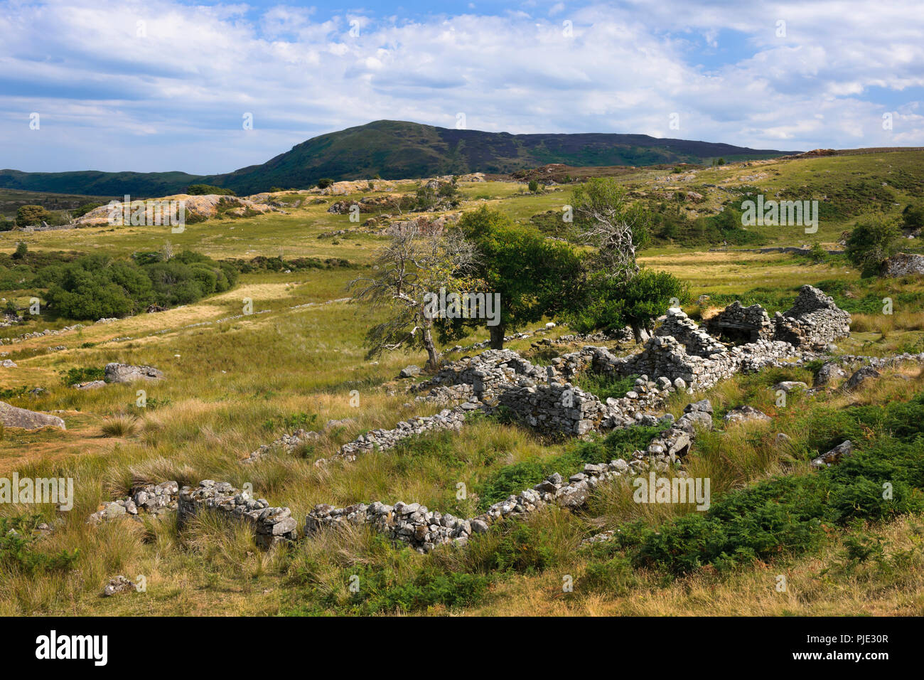 View SE di Maeneira rovina C xix secolo cascina NW di Hafod y Garreg nell'orientale Carneddau, Snowdonia, il Galles del Nord, Regno Unito, con Moel Eilio posteriore centrale. Foto Stock