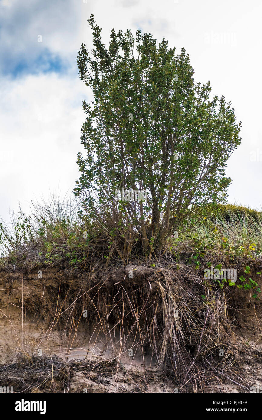 La parte esposta del sistema di radice di un arbusto che cresce su una duna di sabbia a Crantock in Newquay Cornwall. Foto Stock
