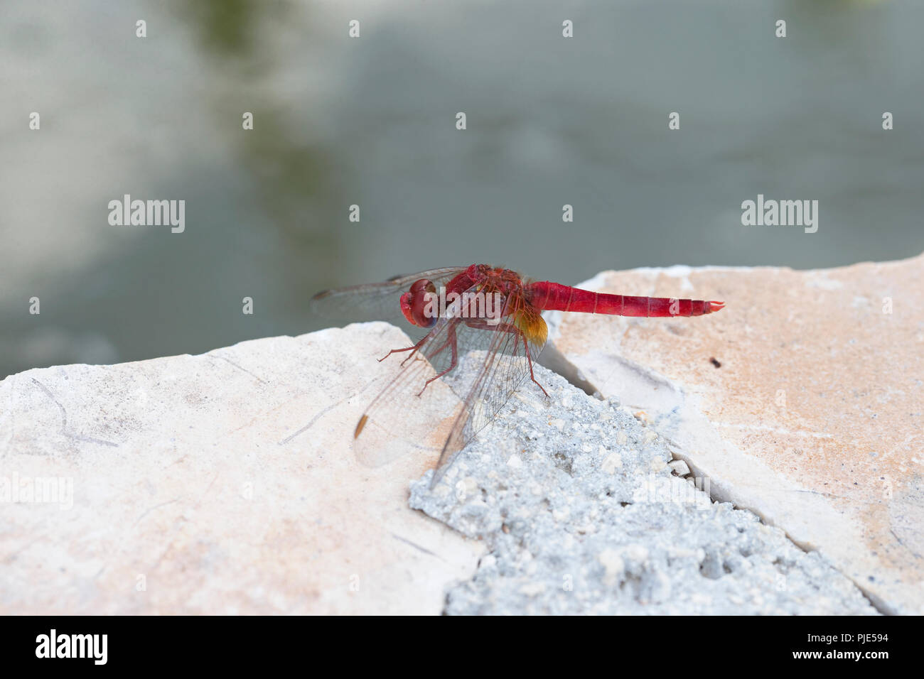 Ampia Scarlet aka Scarlet Darter (Crocothemis erythraea) Grecia ZANTE GK Agosto 2018 Foto Stock