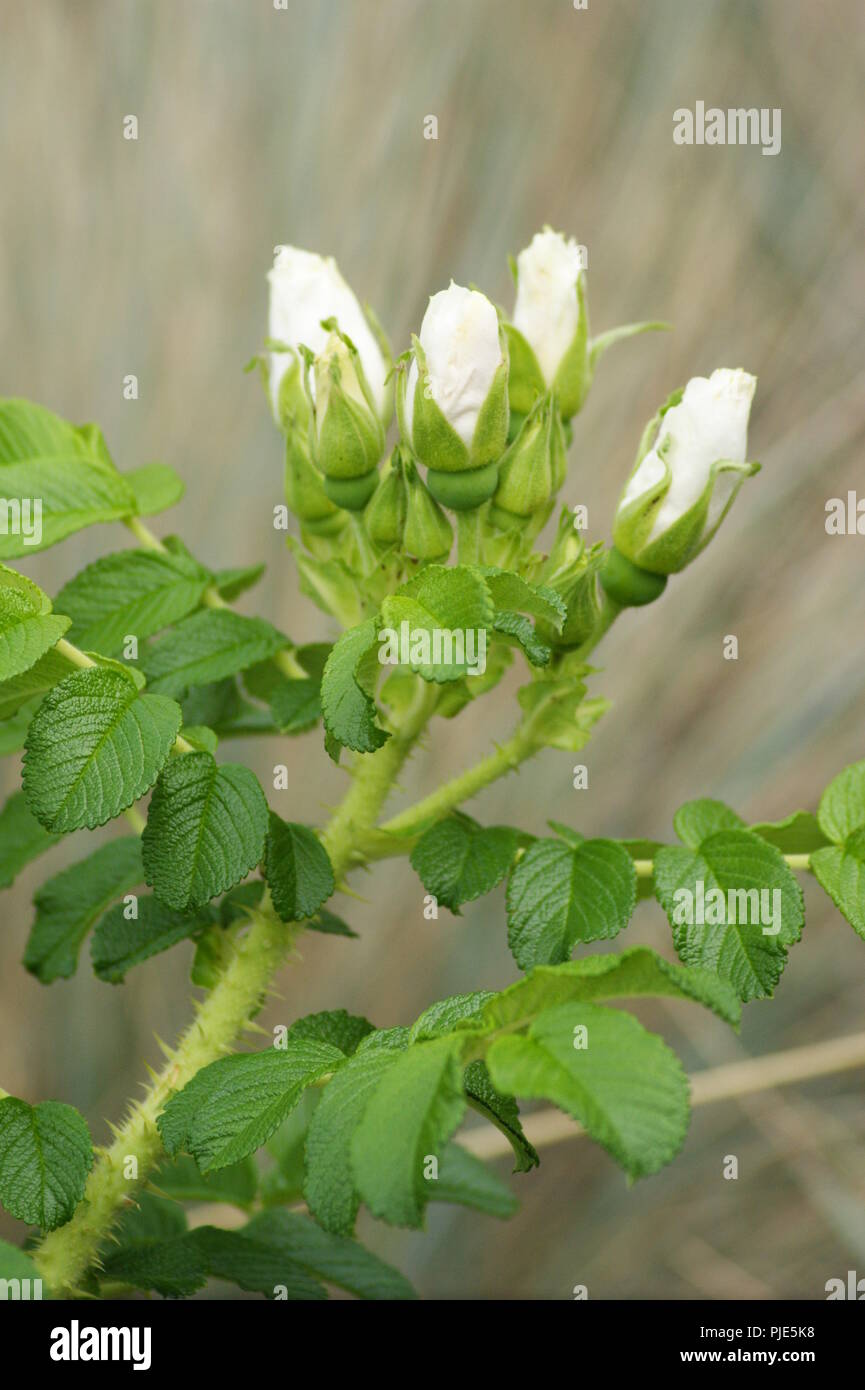 Gros plan de boutons de Roses blanches dans une roseraie, close-up di bianco boccioli di rosa in un giardino di rose, Nahaufnahme der weißen Rosenknospen in einem R Foto Stock