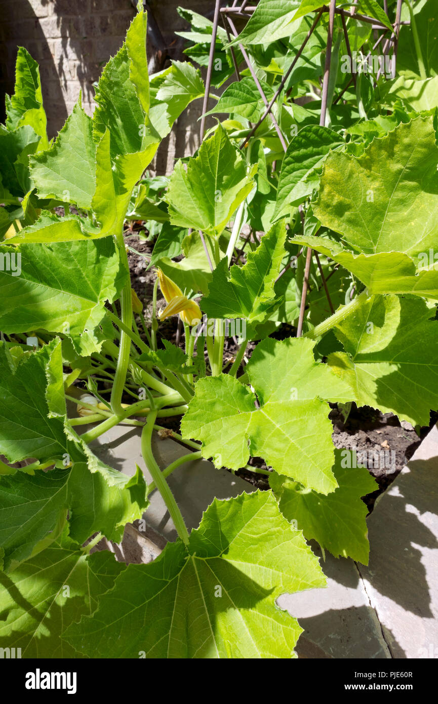 Primo piano di arrampicata courgette 'Shooting Star' vegetali pianta che cresce in estate Inghilterra Regno Unito GB Gran Bretagna Foto Stock