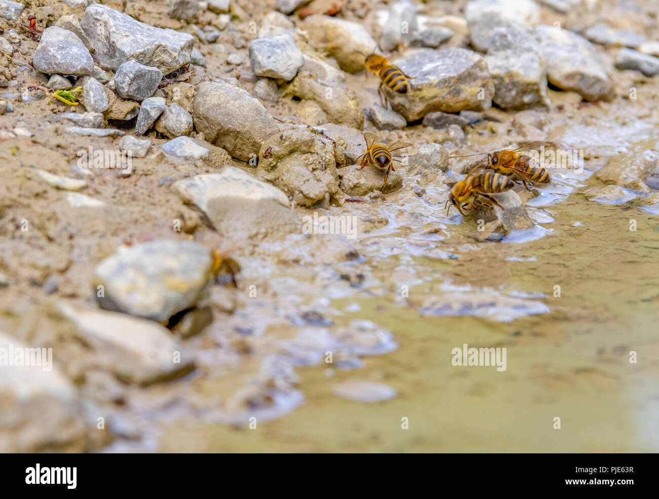 Angolo basso closeup shot che mostra alcune api potabile sul bordo delle acque Foto Stock