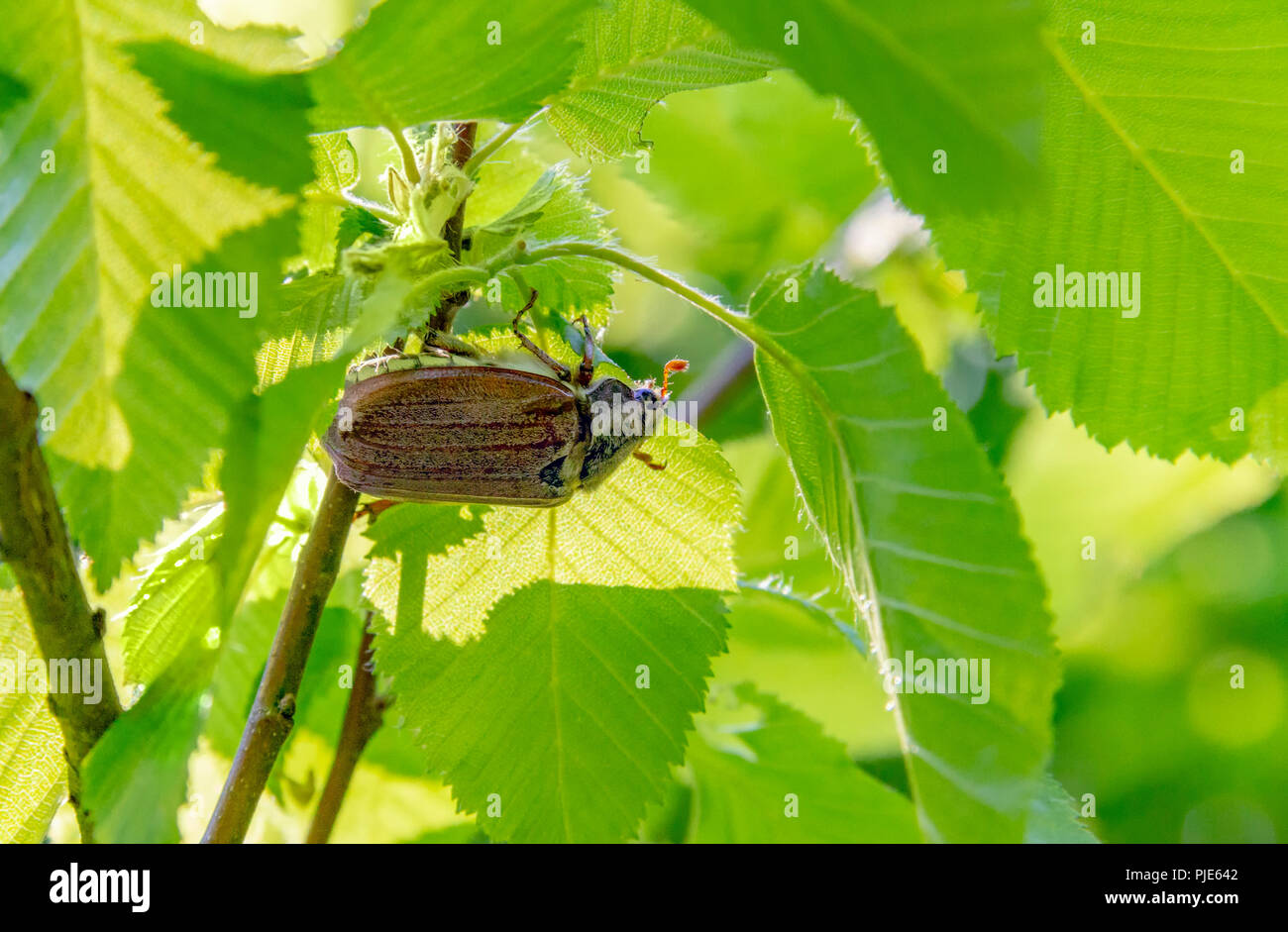 Può beetle seduto sotto un ramoscello con foglie fresche in un ambiente naturale Foto Stock