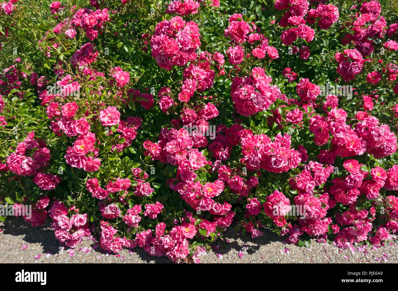Primo piano di rose rosa 'tappeto fiore rosa' fiori fioritura in un giardino in estate Inghilterra Regno Unito GB Gran Bretagna Foto Stock