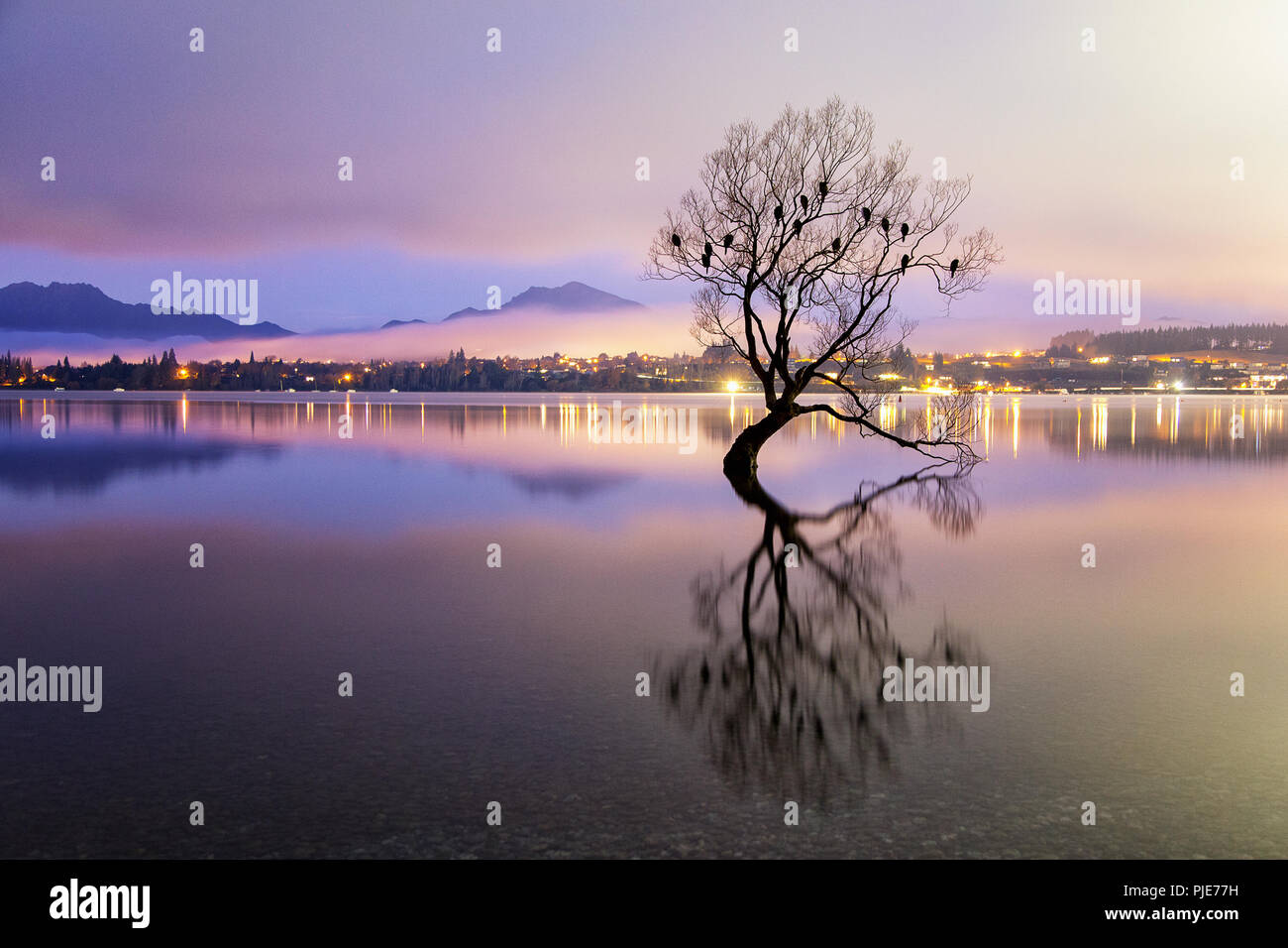 Tramonto a che arriva a Wanaka ad albero sul Lago Wanaka, Distretto di Otago, Isola del Sud della Nuova Zelanda Foto Stock