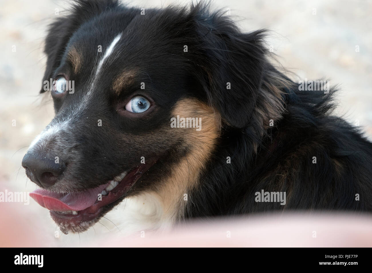Dagli occhi blu australiano in miniatura Shepard Foto Stock