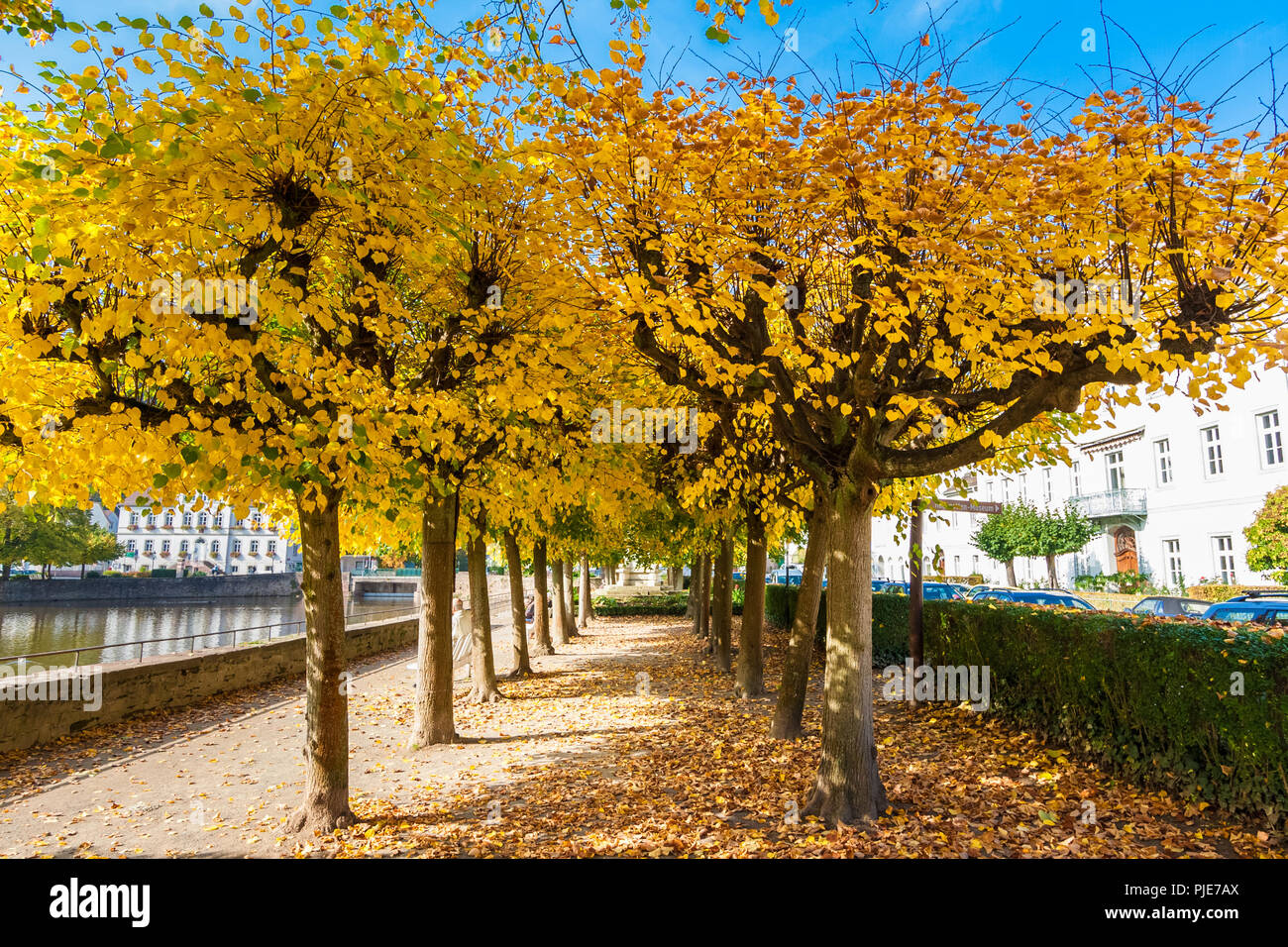 Un bel linden viale alberato in un parco a Bad Karlshafen (Germania). Gli alberi con foglie colorate, un cielo blu, il bianco delle panchine e il bacino portuale... Foto Stock