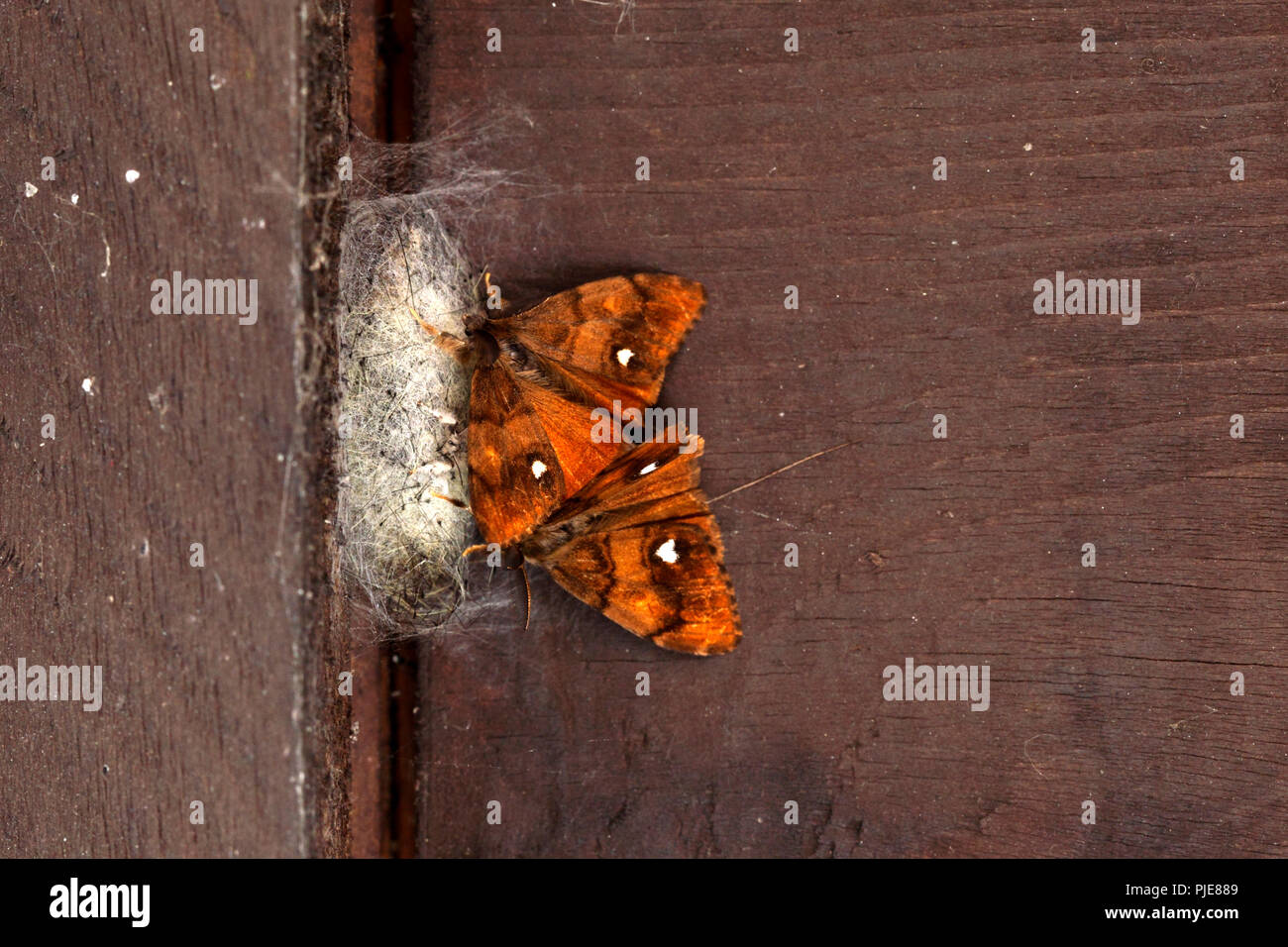 Vaporer Moth. British falene. Foto Stock