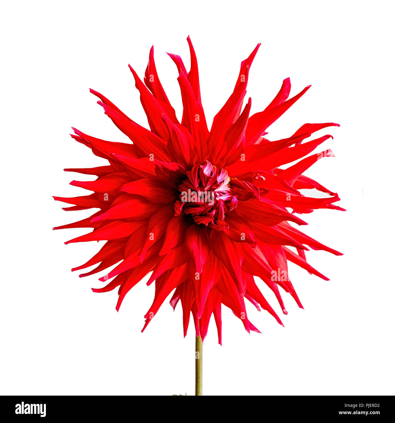 Red il giardino dei cactus dahlia su uno sfondo bianco. Foto Stock