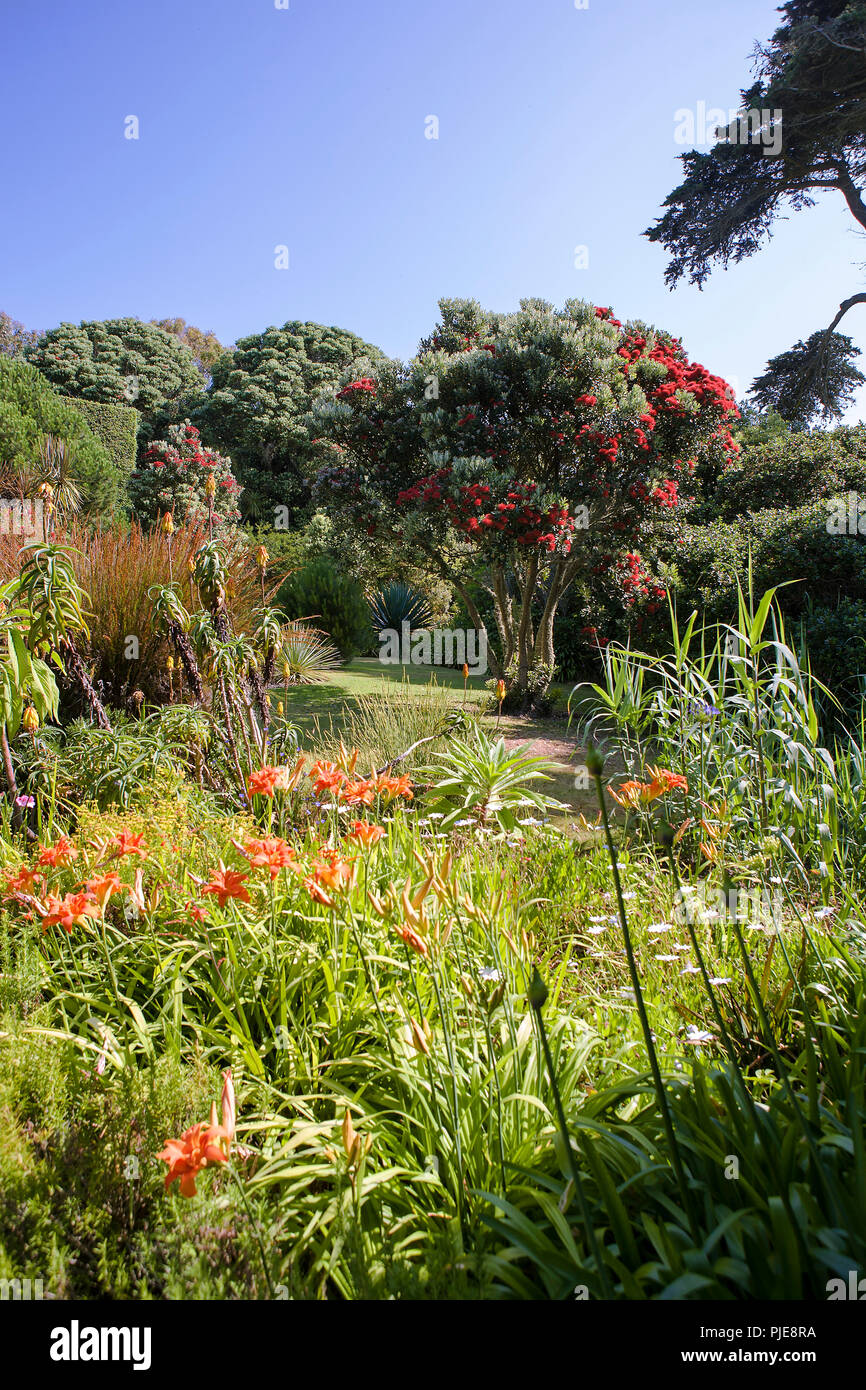 Tresco Abbey giardino, Tresco, isole Scilly, REGNO UNITO Foto Stock