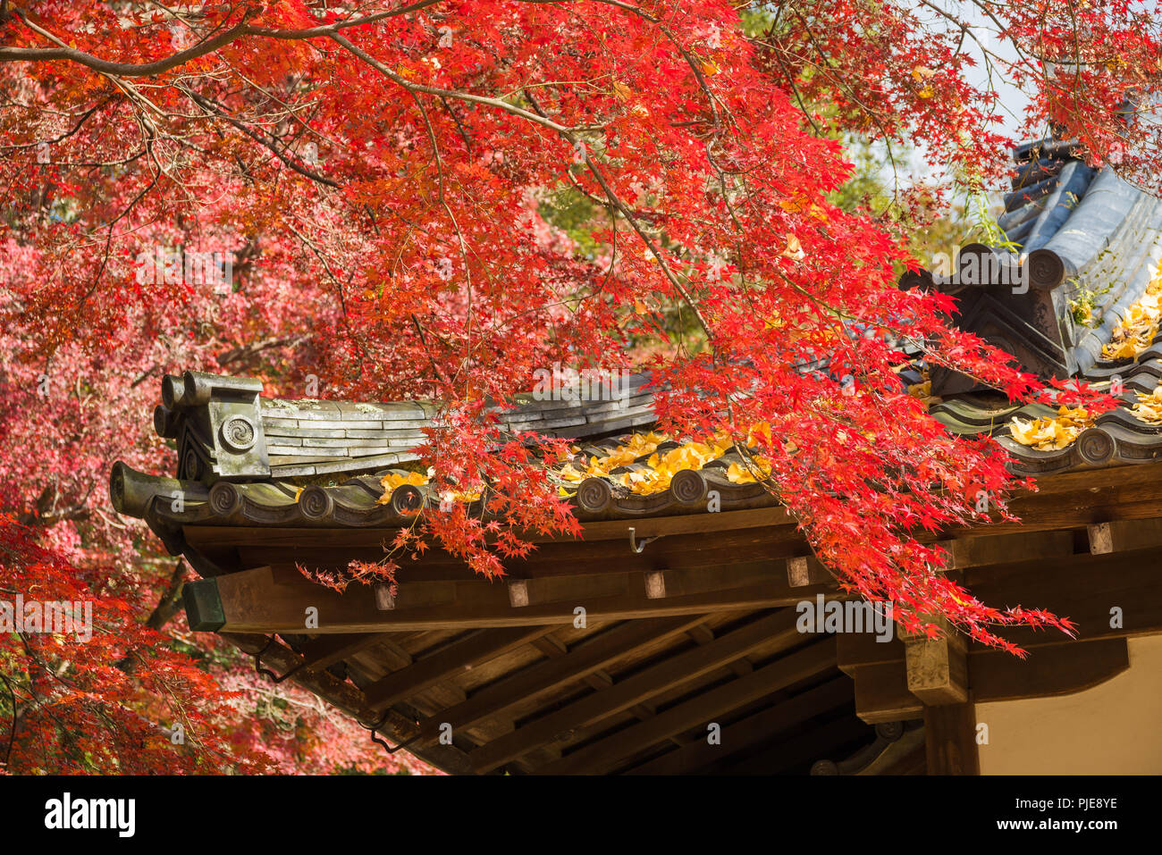 Autunno in Giappone. Bella rossa foglie di acero con antico tetto tradizionale Foto Stock