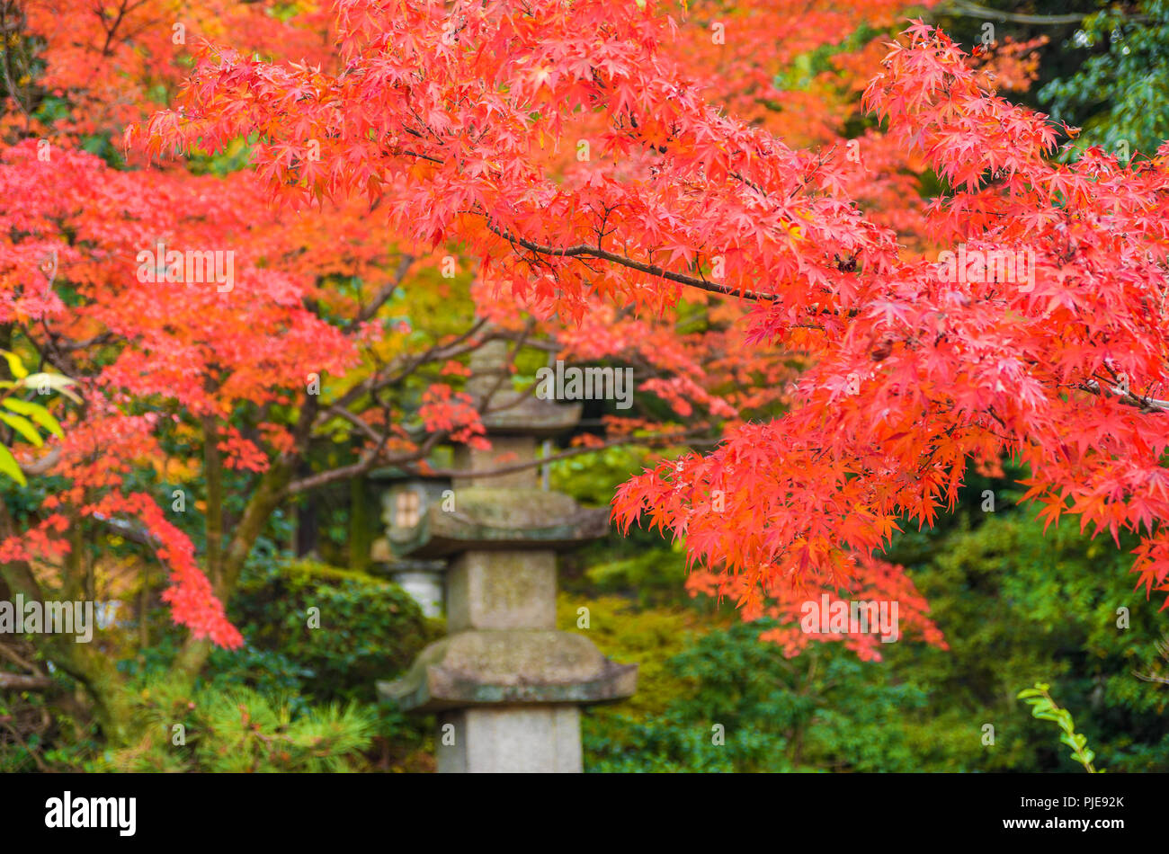 Autunno in Giappone con la bella rossa foglie d'acero Foto Stock