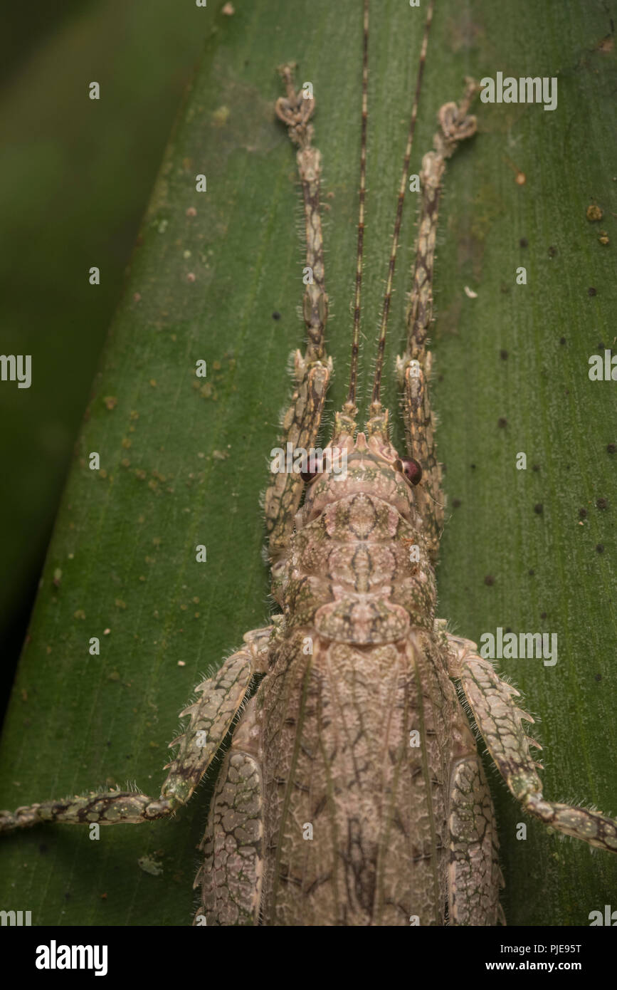 Un grazioso katydid che imita moss o lichen è mal celata quando si è seduti su una foglia verde. Foto Stock