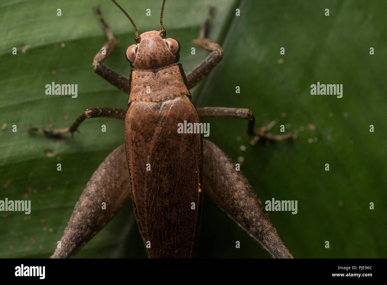 Una chiusura di una giungla cricket da Madre de Dios, Perù. La diversità di insetti nei tropici è incredibile. Foto Stock