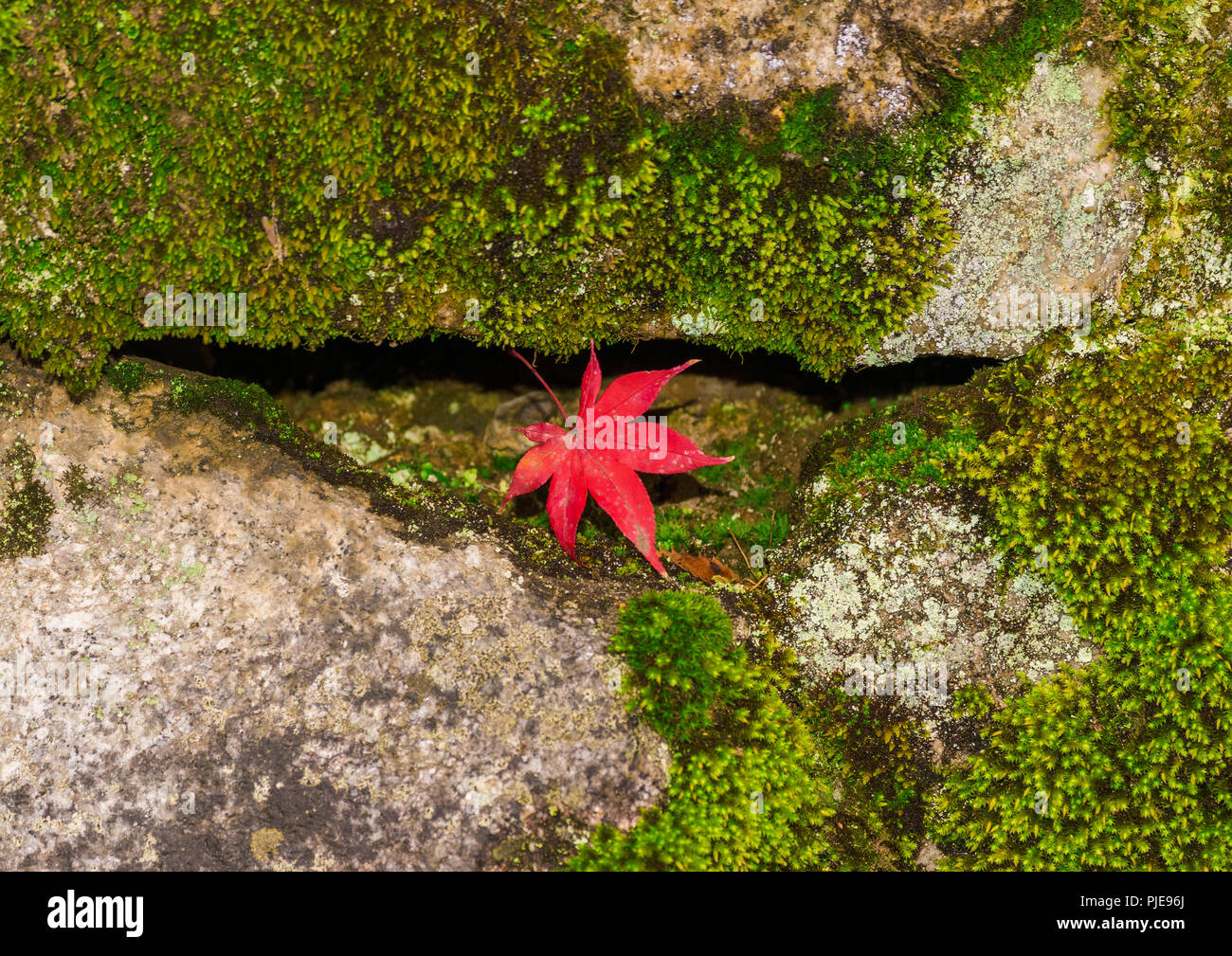 Arrivo dell'Autunno in Giappone. Red maple leaf fra il verde muschio e rocce Foto Stock