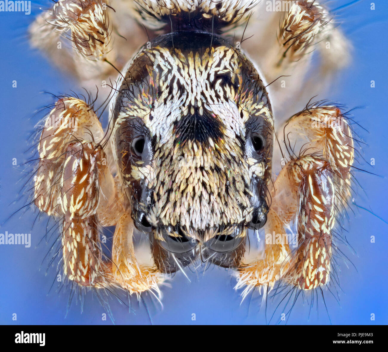 Zebra back spider (Salticus scenicus) alto macro vista dorsale che mostra gli occhi Foto Stock