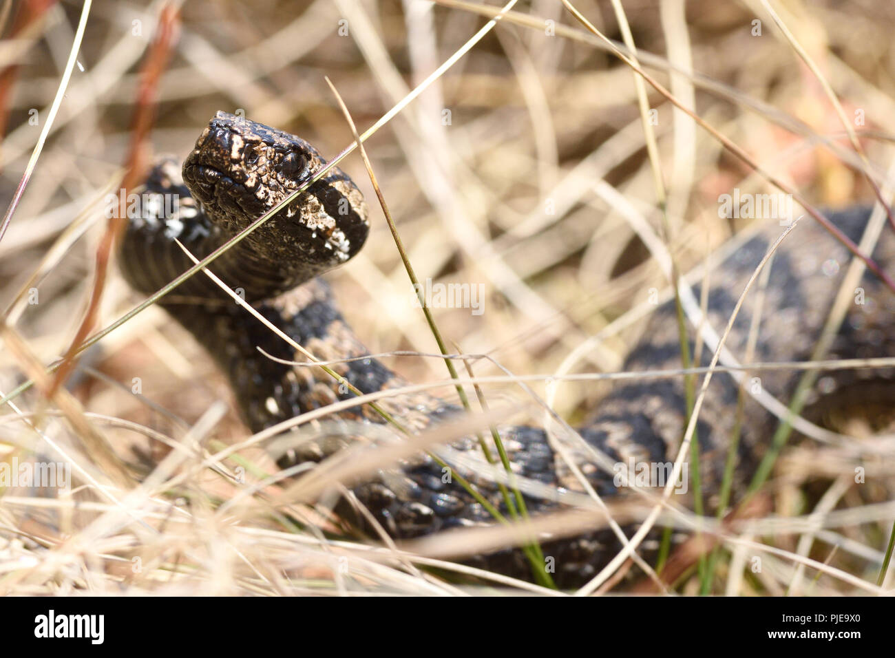 Questa foto mostra una Viper (Vipera berus) nell'erba. Il Parco Nazionale del Gran Paradiso Foto Stock