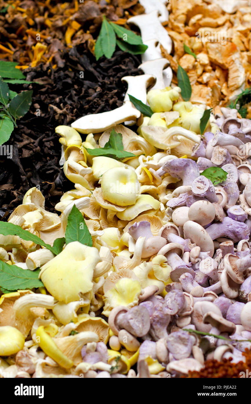 Grande assortimento di fresco funghi coltivati venduti sul mercato Foto Stock