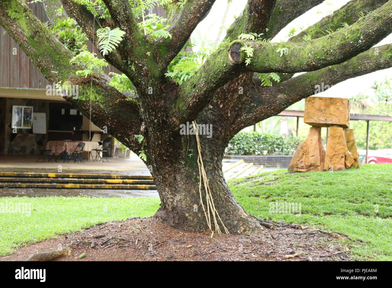 Un albero in un cortile su Hawaii lato sopravento. Verde folto muschi e felci crescono sui rami. Foto Stock